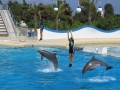 Marineland 074 * 640 x 480 * (87KB)